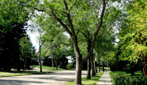 Edmonton trees