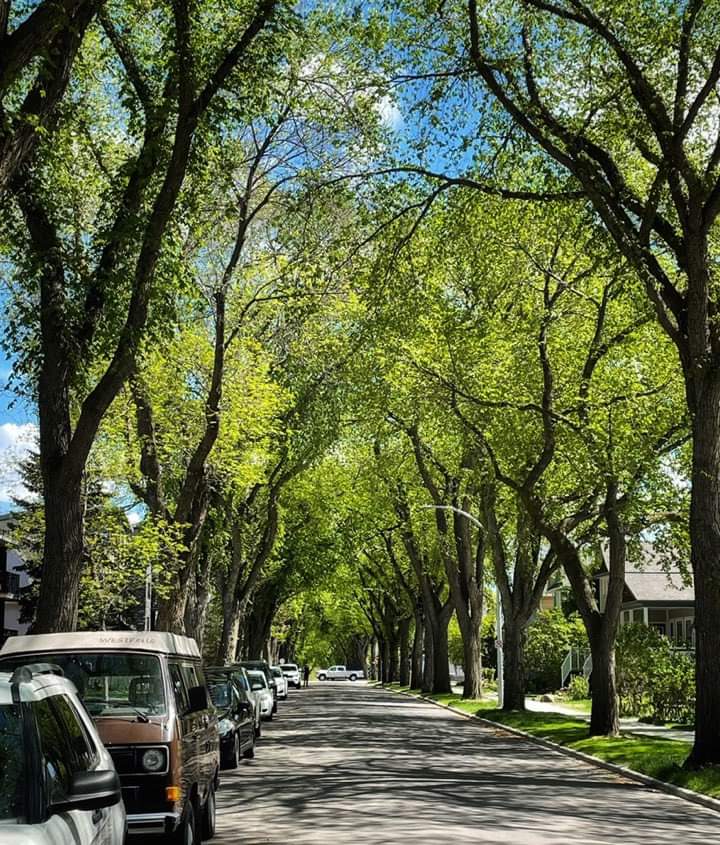 Hi ! Welcome to Strathcona Community League.